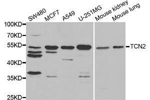 Western blot analysis of extracts of various cell lines, using TCN2 antibody (ABIN5973378) at 1/1000 dilution. (TCN2 antibody)