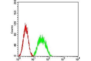 Flow cytometric analysis of SK-OV-3 cells using PAX8 mouse mAb (green) and negative control (red). (PAX8 antibody  (AA 300-450))