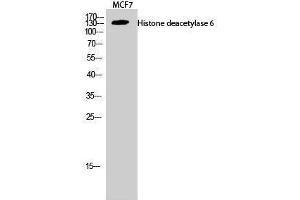 Western Blotting (WB) image for anti-Histone Deacetylase 6 (HDAC6) (C-Term) antibody (ABIN3175494) (HDAC6 antibody  (C-Term))