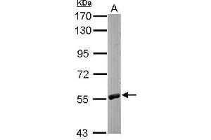 WB Image Sample (50 ug of whole cell lysate) A: Mouse brain 7. (RCC2 antibody)