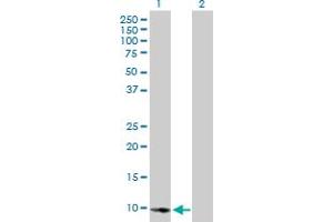 Western Blot analysis of E2F2 expression in transfected 293T cell line by E2F2 MaxPab polyclonal antibody.