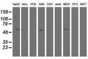 Image no. 15 for anti-5'-Nucleotidase Domain Containing 1 (NT5DC1) antibody (ABIN1499837) (NT5DC1 antibody)