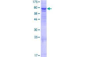 ELP4 Protein (AA 1-535) (GST tag)