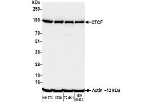 Western Blotting (WB) image for anti-CCCTC-Binding Factor (Zinc Finger Protein) (CTCF) (AA 650-700) antibody (ABIN7453967)