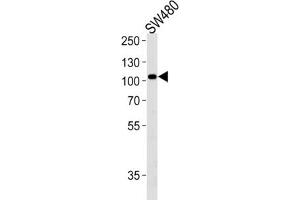 Western Blotting (WB) image for anti-Low Density Lipoprotein Receptor-Related Protein 12 (LRP12) antibody (ABIN2996357) (LRP12 antibody)