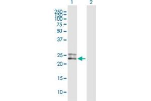 Western Blot analysis of CD300C expression in transfected 293T cell line by CD300C MaxPab polyclonal antibody. (CD300c antibody  (AA 1-224))