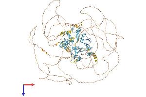 REST Protein (AA 1-1097) (His tag)