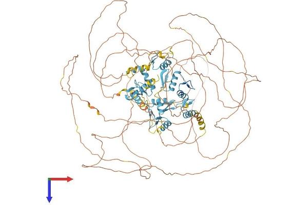 REST Protein (AA 1-1097) (His tag)
