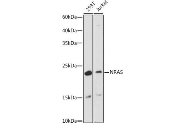 GTPase NRas 抗体  (AA 1-189)
