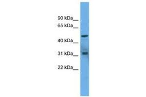 Image no. 1 for anti-Adenylate Cyclase Activating Polypeptide 1 (Pituitary) Receptor Type I (ADCYAP1R1) (AA 343-392) antibody (ABIN6746716) (ADCYAP1R1 antibody  (AA 343-392))