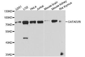 Western blot analysis of extracts of various cell lines, using GATAD2B antibody.