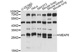 Western blot analysis of extracts of various cell lines, using MEAF6 antibody (ABIN6293312) at 1:1000 dilution. (MEAF6 antibody)