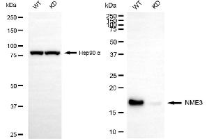 Western blotting analysis using NME3 antibody (ABIN7799612).