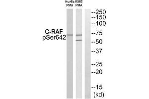 Western blot analysis of extracts from HuvEc cells and K562 cells treated with PMA using C-RAF (Phospho-Ser642) Antibody. (RAF1 antibody  (pSer642))