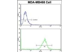 Flow cytometric analysis of MDA-M cells using PRDX3 Antibody (N-term)(bottom histogram) compared to a negative control cell (top histogram)FITC-conjugated goat-anti-rabbit secondary antibodies were used for the analysis.