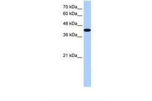Image no. 1 for anti-A Kinase (PRKA) Anchor Protein 7 (AKAP7) (AA 223-272) antibody (ABIN324420) (AKAP7 antibody  (AA 223-272))