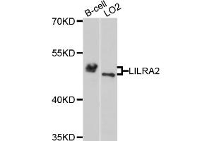 Western blot analysis of extracts of various cell lines, using LILRA2 antibody (ABIN5972530) at 1/1000 dilution. (LILRA2 antibody)