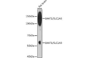 Western blot analysis of extracts of Rat brain, using E/SLC1 Rabbit mAb (ABIN7270394) at 1:500 dilution. (SLC1A3 antibody)