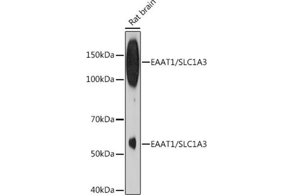 SLC1A3 Antikörper