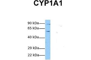 Host:  Rabbit  Target Name:  CYP1A1  Sample Tissue:  Human Fetal Lung  Antibody Dilution:  1.