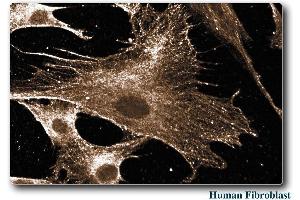 Human Fibroblast (RAC1 antibody)