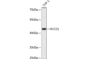 Western blot analysis of extracts of THP-1 cells, using RCCD1 antibody (ABIN7269882) at 1:1000 dilution. (RCCD1 antibody  (AA 230-360))