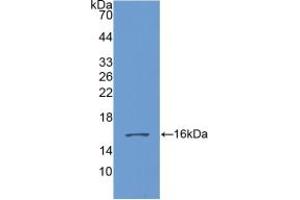 Western blot analysis of recombinant Human GDF6. (GDF6 antibody  (AA 336-455))