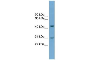 WB Suggested Anti-APOL5 Antibody Titration: 0. (Apolipoprotein L 5 antibody  (C-Term))