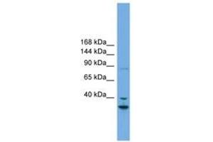 Image no. 1 for anti-Follistatin-Like 5 (FSTL5) (AA 719-768) antibody (ABIN6744177) (FSTL5 antibody  (AA 719-768))