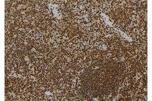 ABIN6277293 at 1/100 staining Mouse spleen tissue by IHC-P.