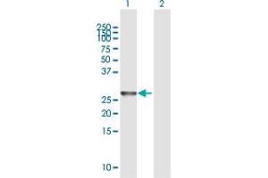 Western Blot analysis of NXNL1 expression in transfected 293T cell line by NXNL1 MaxPab polyclonal antibody.