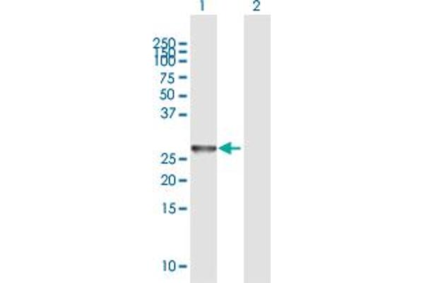 NXNL1 anticorps  (AA 1-212)