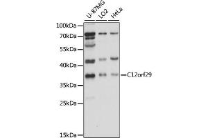 Western blot analysis of extracts of various cell lines, using C12orf29 antibody (ABIN7266375) at 1000 dilution. (C12ORF29 antibody  (AA 1-325))