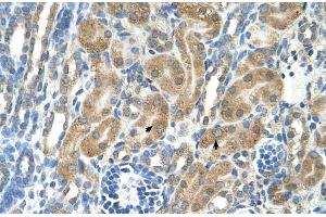 Human kidney (PARL antibody  (N-Term))