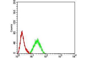 Flow cytometric analysis of Hela cells using CDH11 mouse mAb (green) and negative control (red). (OB Cadherin antibody  (AA 468-617))