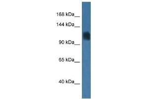 Western Blot showing Rag1 antibody used at a concentration of 1. (RAG1 antibody  (C-Term))