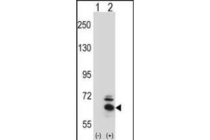 Western blot analysis of BBS4 (arrow) using rabbit polyclonal BBS4 Antibody (Center) (ABIN391811 and ABIN2841661). (BBS4 antibody  (AA 337-369))
