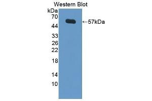 Western Blotting (WB) image for anti-Lipopolysaccharide Binding Protein (LBP) (AA 36-474) antibody (ABIN3206706) (LBP antibody  (AA 36-474))