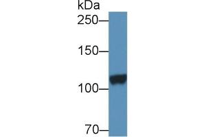 DPP6 anticorps  (AA 667-865)