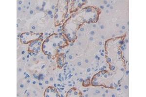 Used in DAB staining on fromalin fixed paraffin- embedded kidney tissue (TAP1 antibody  (AA 525-808))