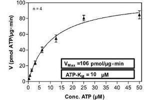 Image no. 2 for Protein Kinase C, iota (PRKCI) (AA 1-587) (Active) protein (His-GST) (ABIN5570589) (PKC iota Protein (AA 1-587) (His-GST))