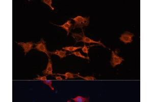 Immunofluorescence analysis of C6 cells using GSTM3 Polyclonal Antibody at dilution of 1:100. (GSTM3 antibody)