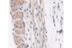 #VALUE! (COL6a3 antibody  (AA 2009-2205))