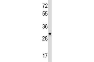 CD27 antibody western blot analysis in Ramos lysate. (CD27 antibody  (AA 196-225))