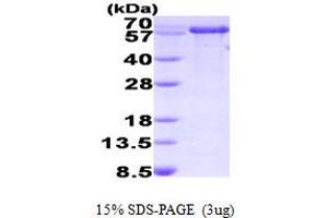 SDS-PAGE (SDS) image for Peptidylprolyl Isomerase (Cyclophilin)-Like 2 (PPIL2) (AA 1-527) protein (His tag) (ABIN667770)