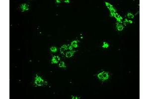 Anti-HSPA9 mouse monoclonal antibody (ABIN2452339) immunofluorescent staining of COS7 cells transiently transfected by pCMV6-ENTRY HSPA9 (RC201397). (HSPA9 antibody)