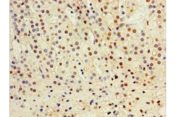 CST6 antibody  (AA 29-149)