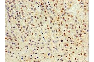 Immunohistochemistry of paraffin-embedded human adrenal gland tissue using ABIN7149004 at dilution of 1:100 (CST6 antibody  (AA 29-149))