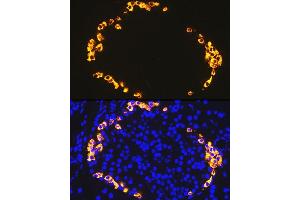 Immunofluorescence analysis of rat pancreas using GLP-1 antibody (ABIN7267392) at dilution of 1:100. (Glucagon antibody)