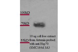 Hsp70 (3A3), Artemia franciscanna  Picture courtesy of Alison King. (HSP70 antibody)
